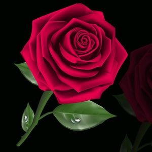 Meet your Posher, Rosa